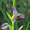 _MG_1968 Bee Orchid